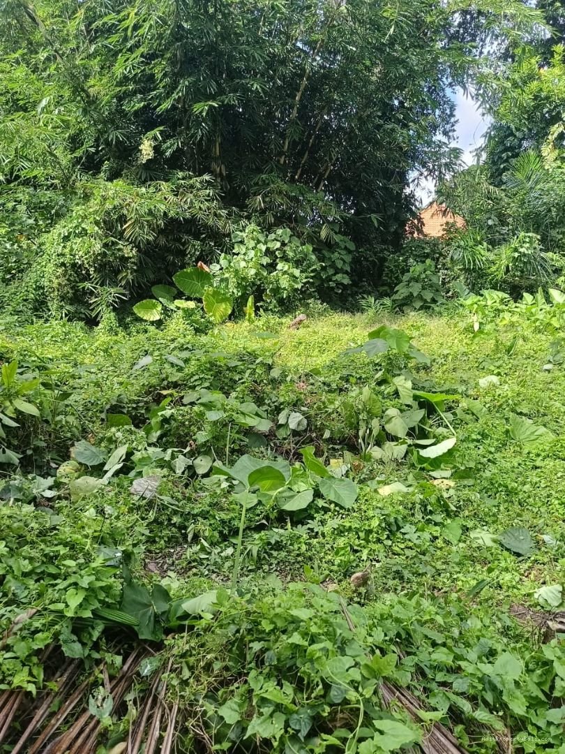 Tanah murah