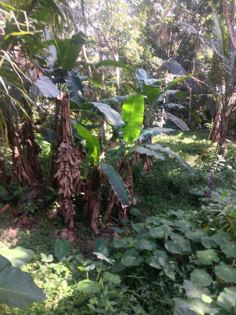 Tanah siap bangun