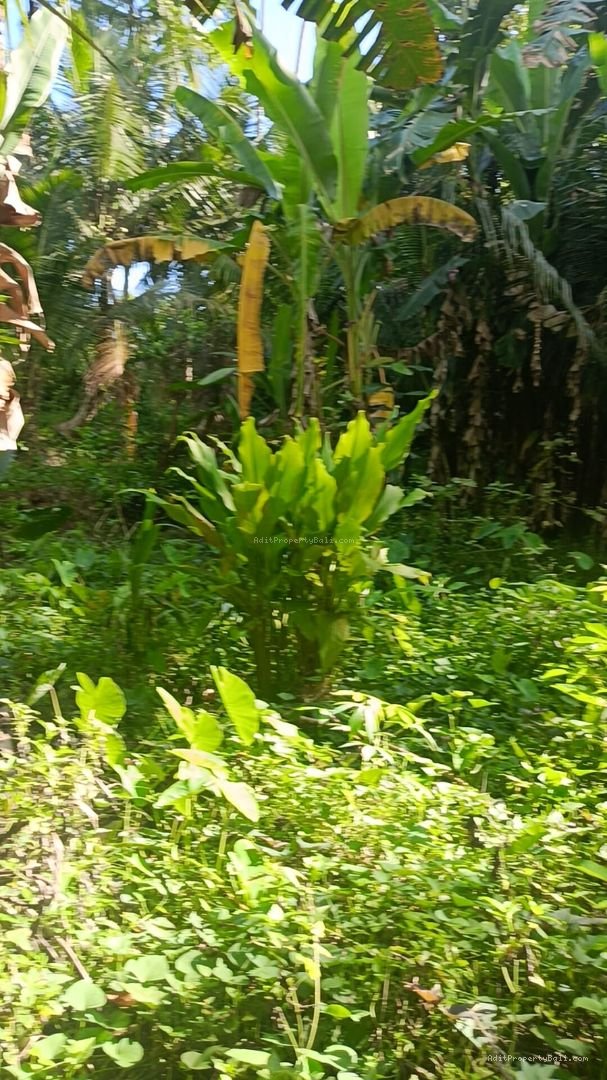 Tanah sangat nyaman untuk villa pribadi