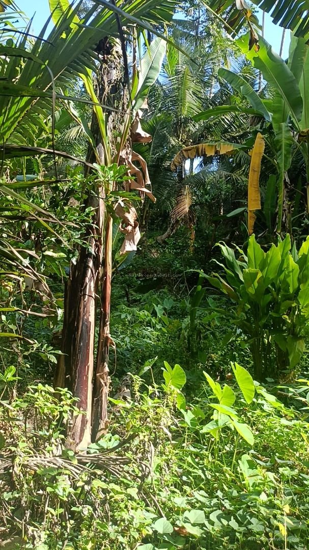 Tanah sangat nyaman untuk villa pribadi