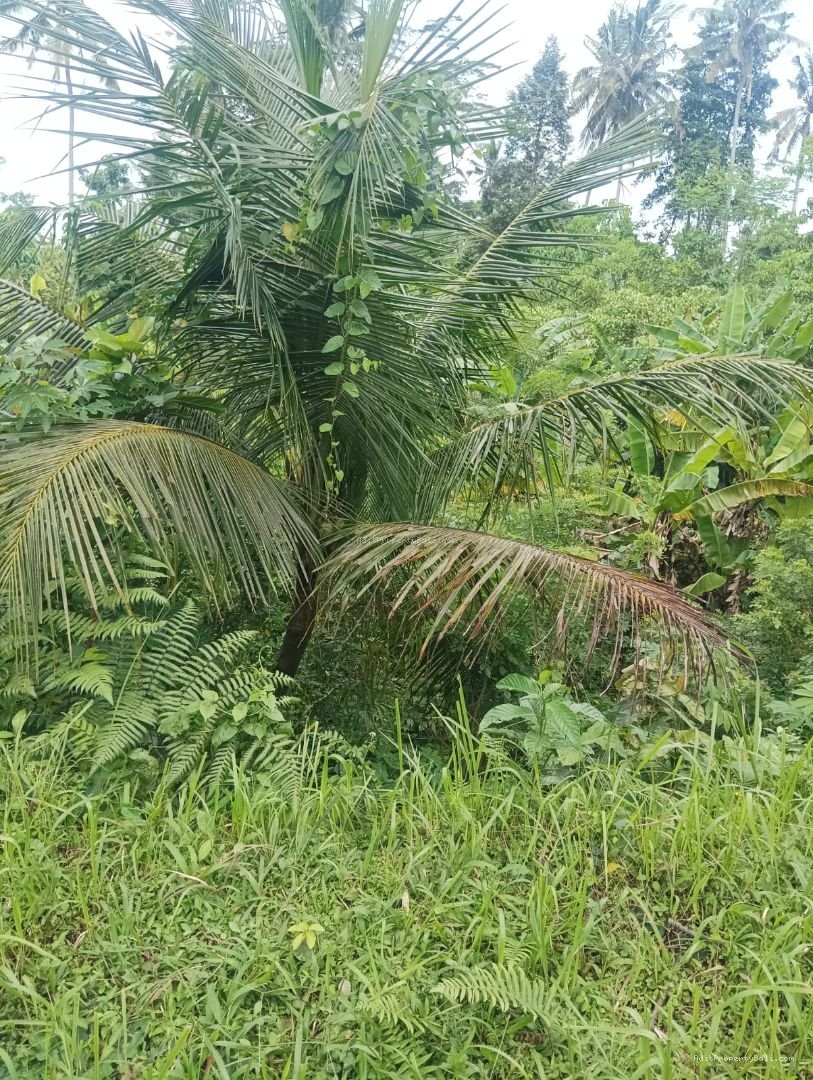 Tanah strategis di jantung kota ubud