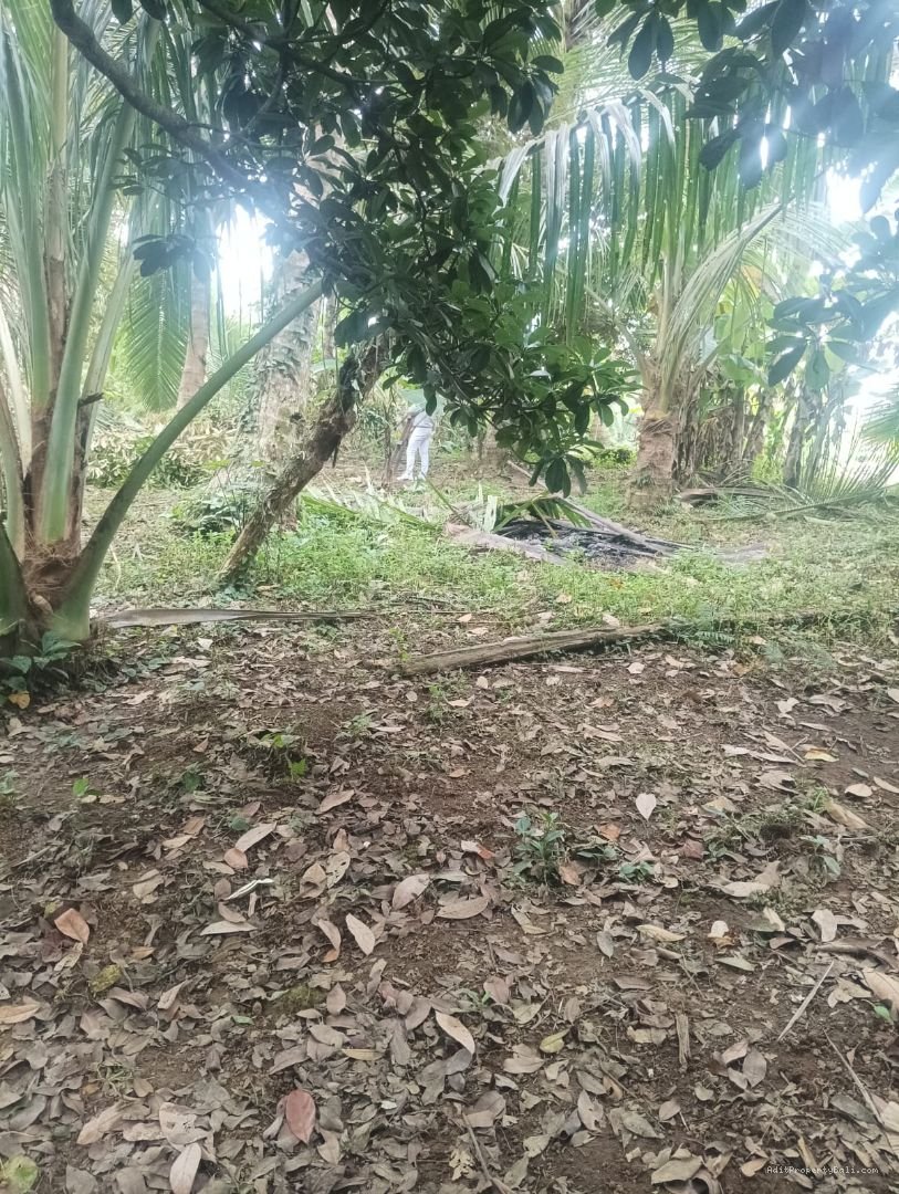 Tanah strategis dekat riceterrace