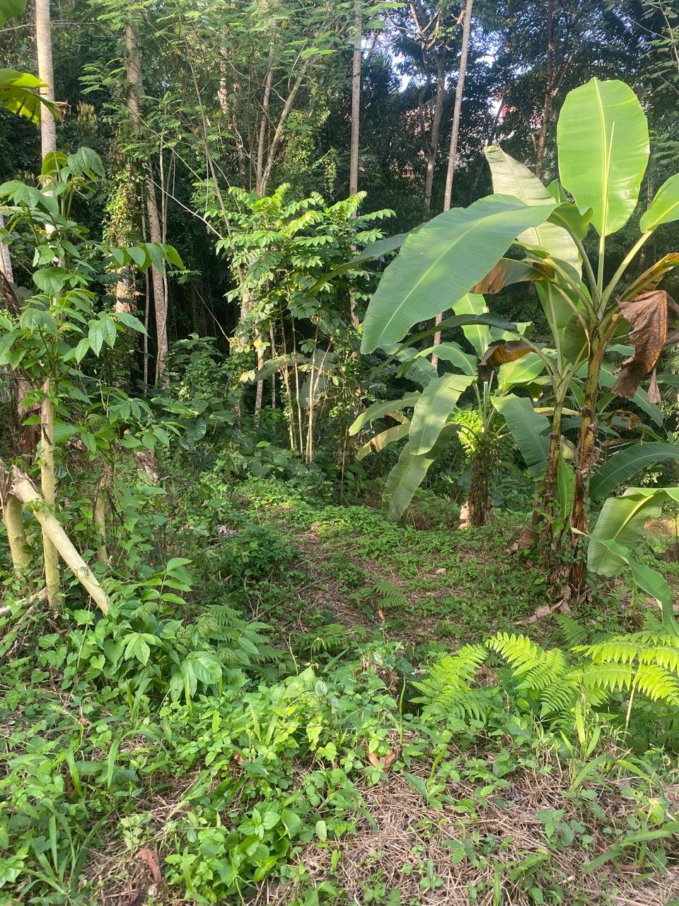 Tanah