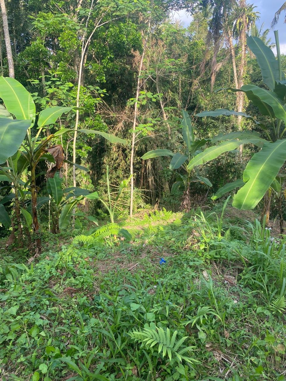 Tanah